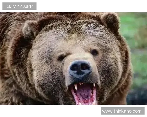 灰熊栖息地与行为研究：探索北美最大的陆地食肉动物生活习性